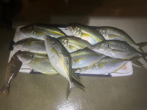 シマアジの釣果