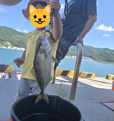 ショゴの釣果