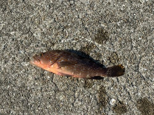 キジハタの釣果