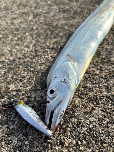 タチウオの釣果