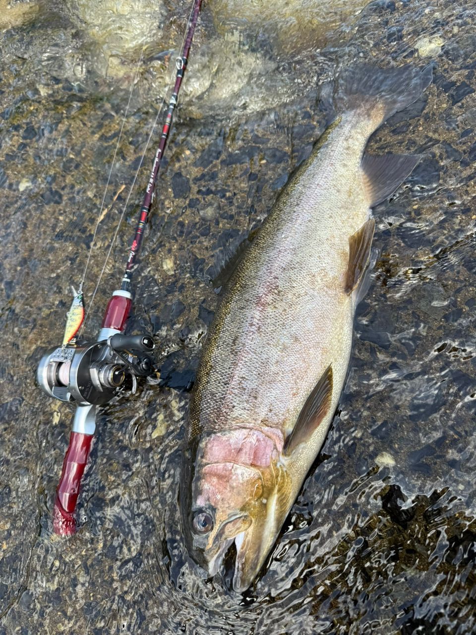 レインボートラウト