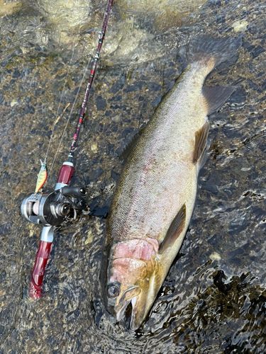 レインボートラウトの釣果