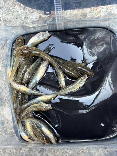 マハゼの釣果