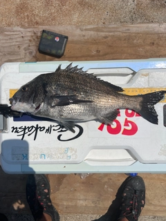 クロダイの釣果