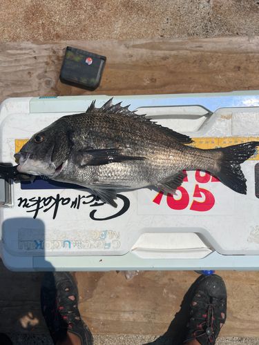 海上釣堀 大漁丸