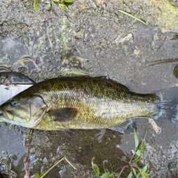 スモールマウスバス