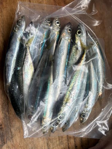 ウルメイワシの釣果