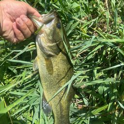 ラージマウスバス