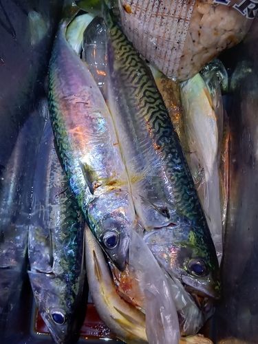 サバの釣果