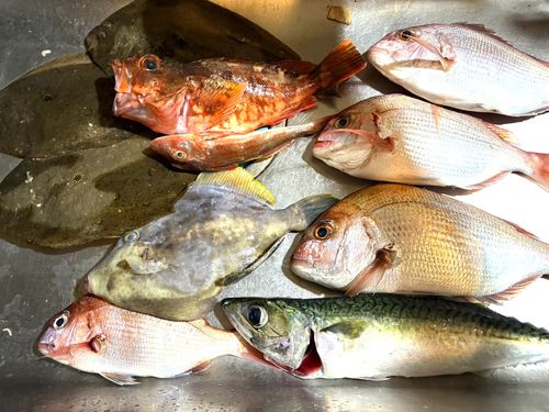 ヒラメの釣果