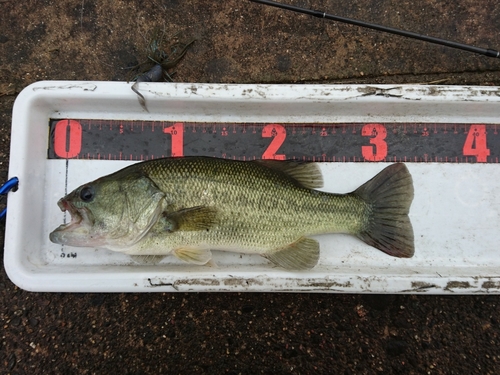 ラージマウスバスの釣果