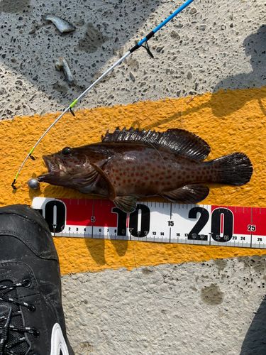 オオモンハタの釣果