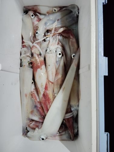 ケンサキイカの釣果