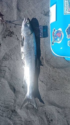 アキアジの釣果