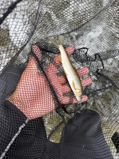 アユの釣果