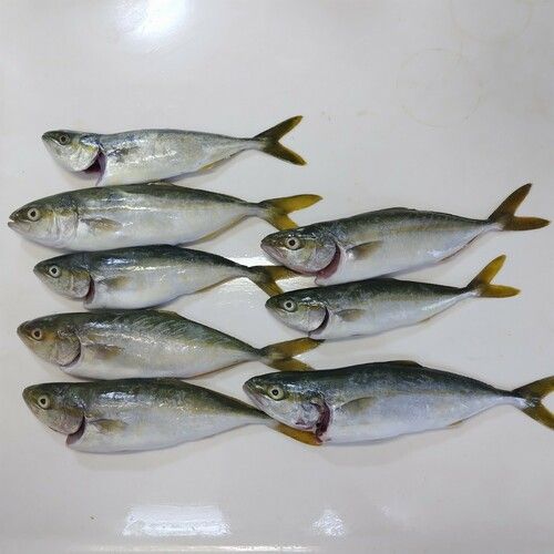 ツバスの釣果