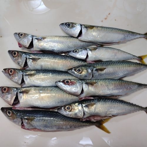 サバの釣果