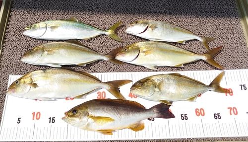 シオの釣果