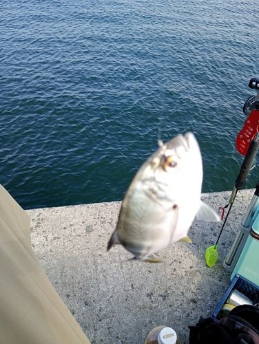 メッキの釣果