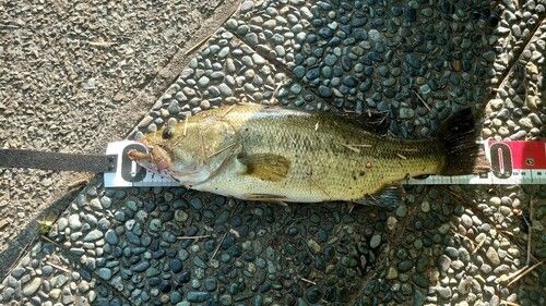 ラージマウスバスの釣果