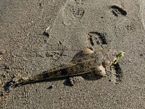 マゴチの釣果