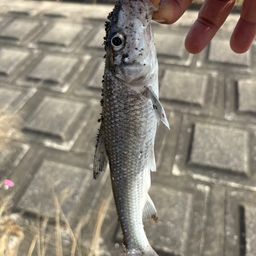 ニゴイ