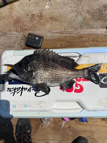 クロダイの釣果