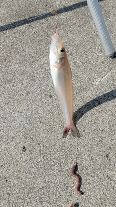 シロギスの釣果