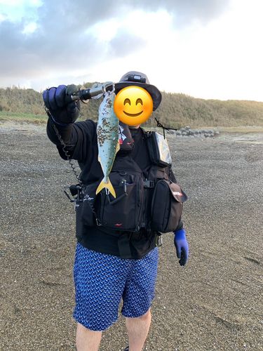 ワカシの釣果