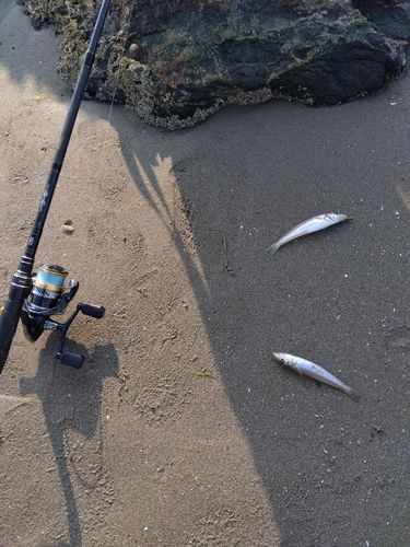 キスの釣果