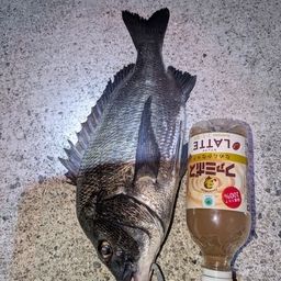 チヌ