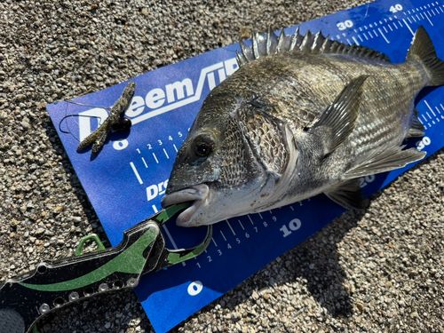 チヌの釣果