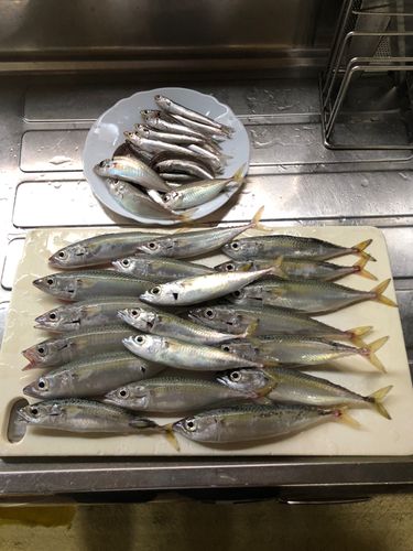 サバの釣果