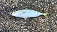 ワカシの釣果