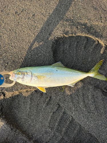 ワカシの釣果