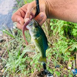 ラージマウスバス