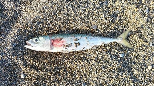 サバの釣果