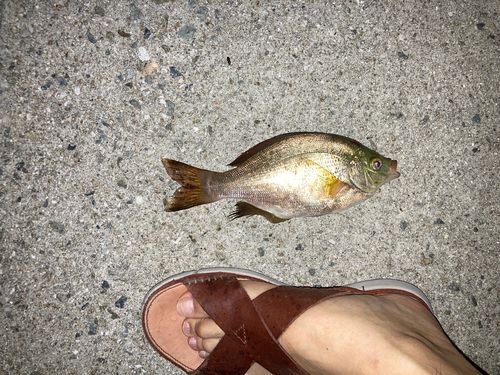 ウミタナゴの釣果