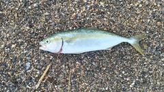 ワカシの釣果