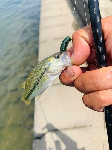ラージマウスバスの釣果