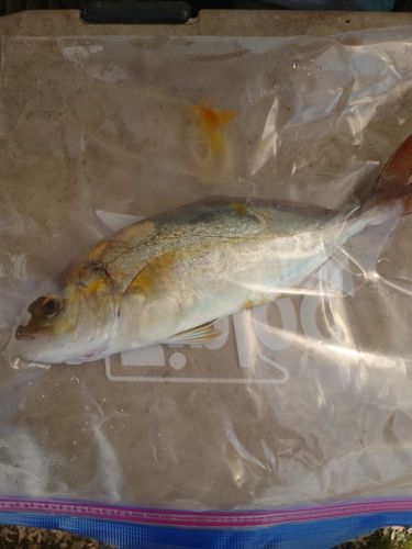 ショゴの釣果