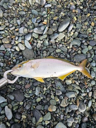 ショゴの釣果