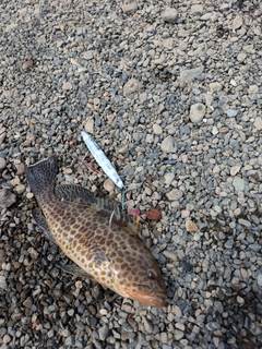 オオモンハタの釣果