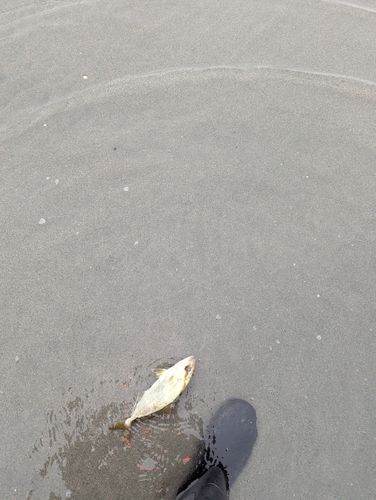 ショゴの釣果
