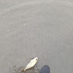 ショゴ