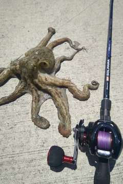 タコの釣果