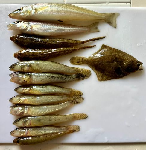 キスの釣果