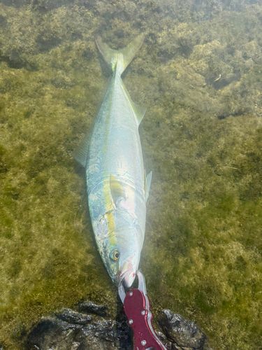 ワカシの釣果