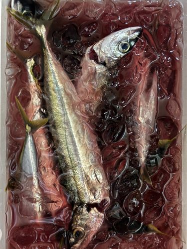 ムロアジの釣果