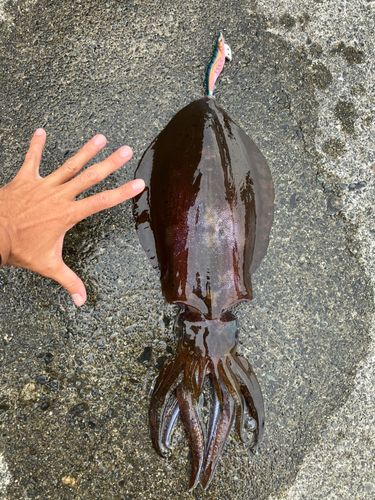 アオリイカの釣果